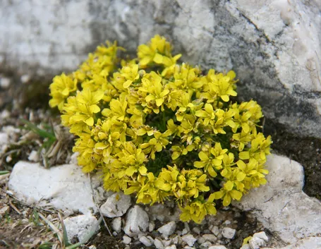 draba 