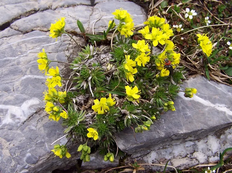 draba 