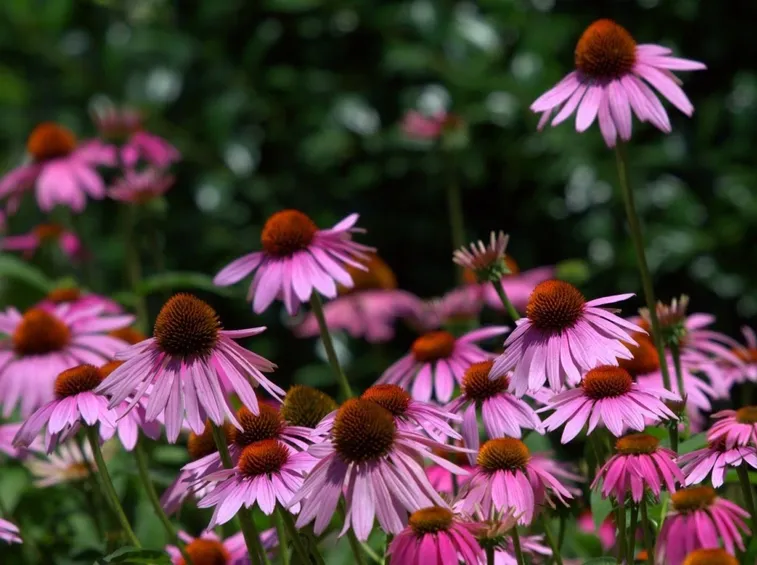 Echinacea 