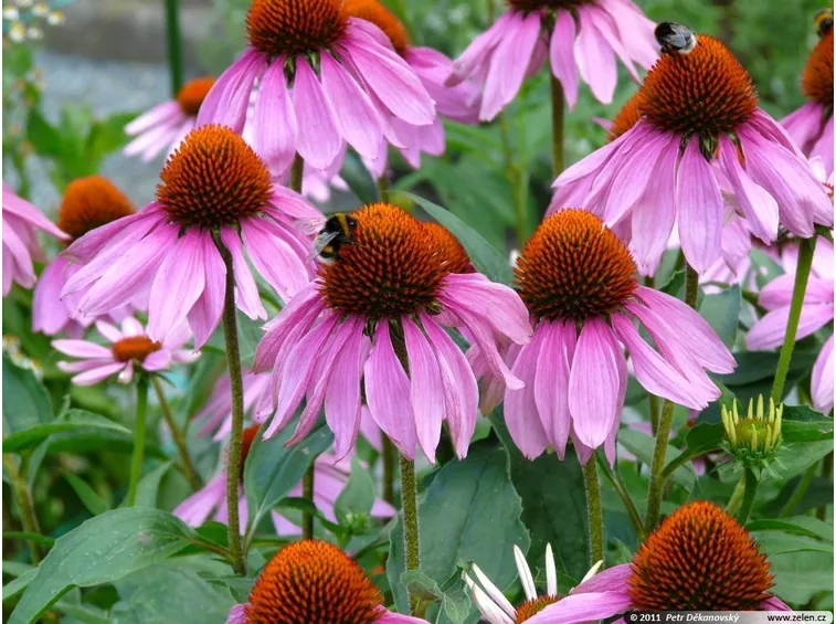 Echinacea 
