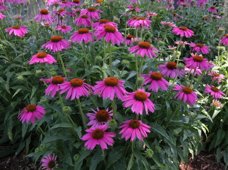 rudbechia