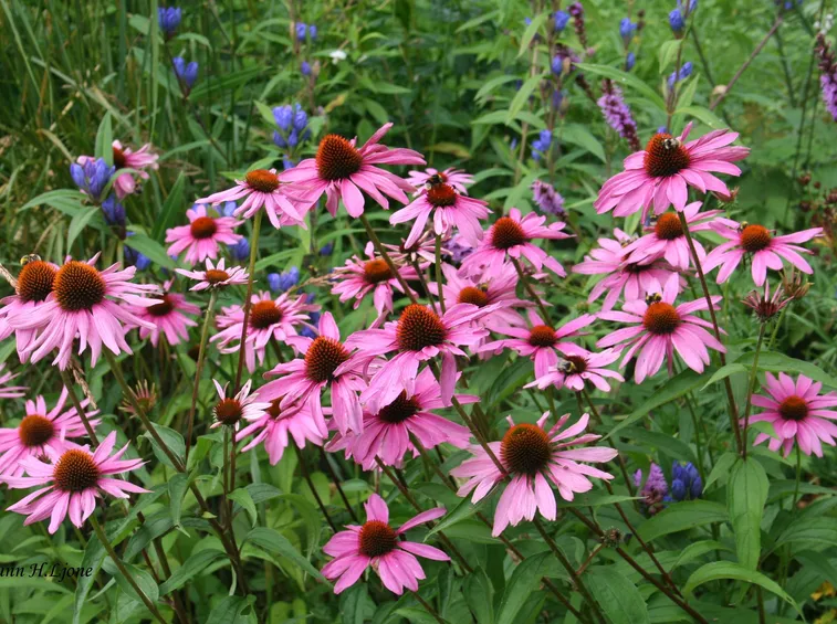rudbechia