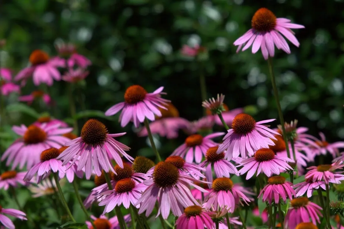 Echinacea 