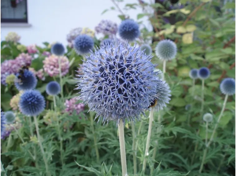 echinops 