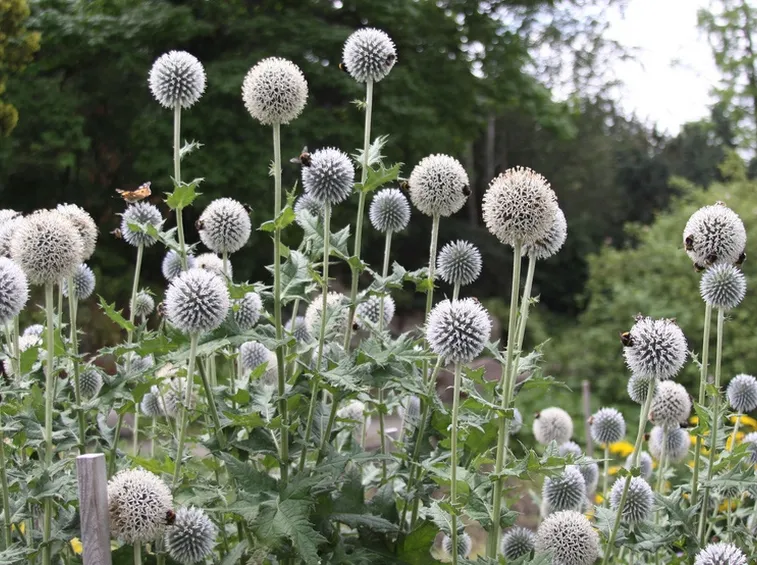 echinops sphaerocephalus