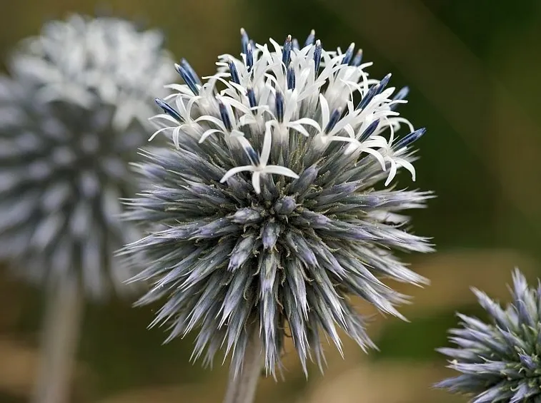 echinops