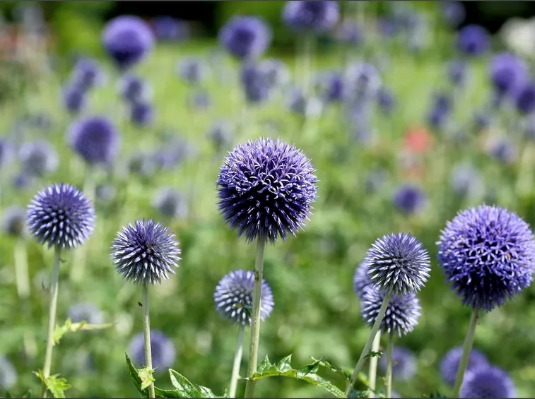 echinops