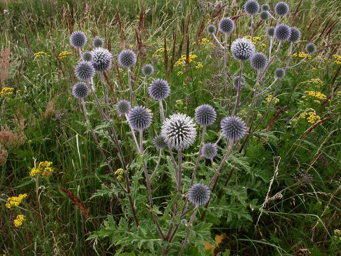 echinops 