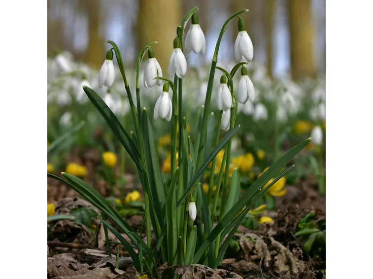 galanthus dionysus