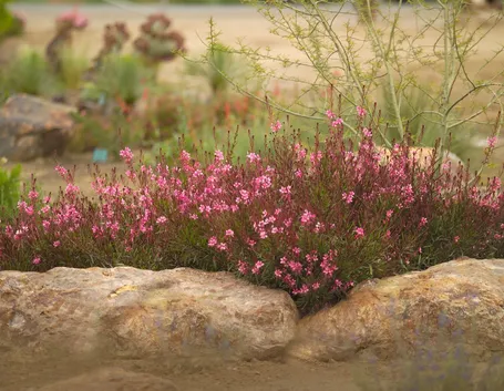 Gaura 