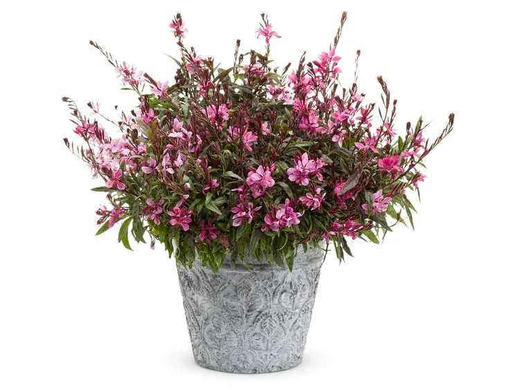 Gaura 