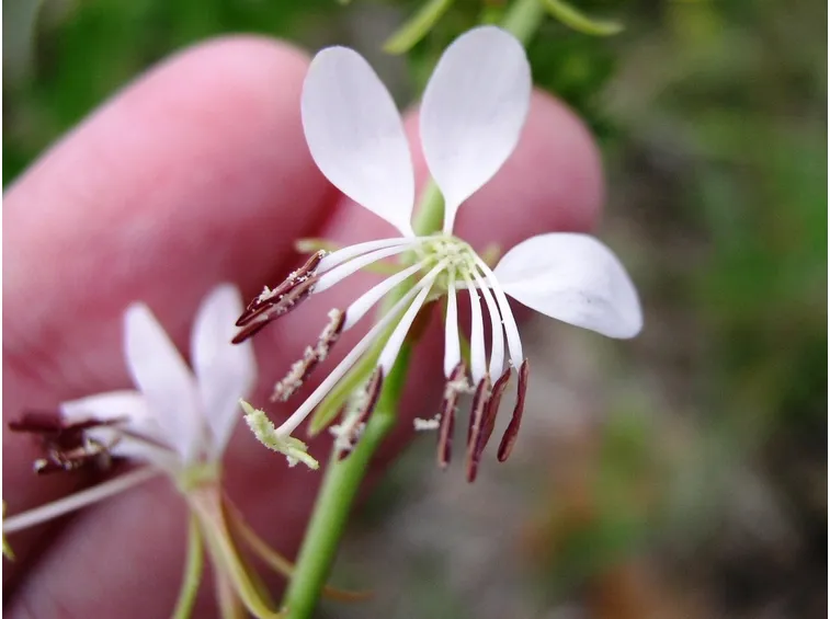 gaura