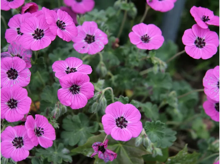 geranium subcaulescens splendens