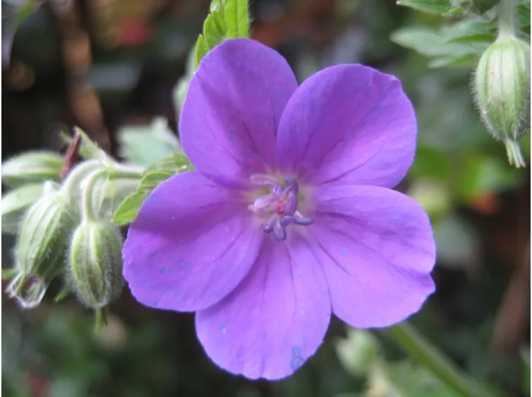 geranium sylvaticum