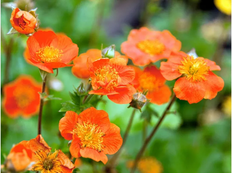 geum coccineum lucy