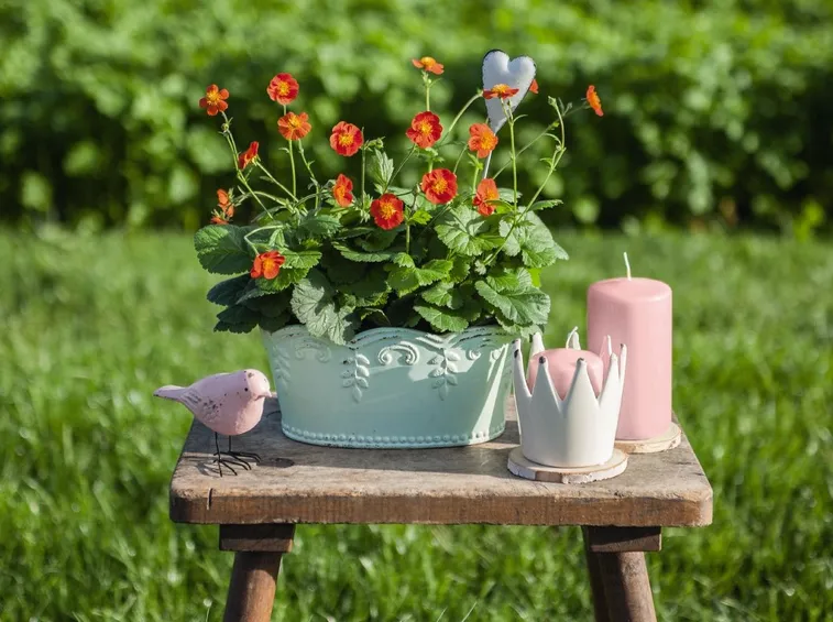geum coltivazione