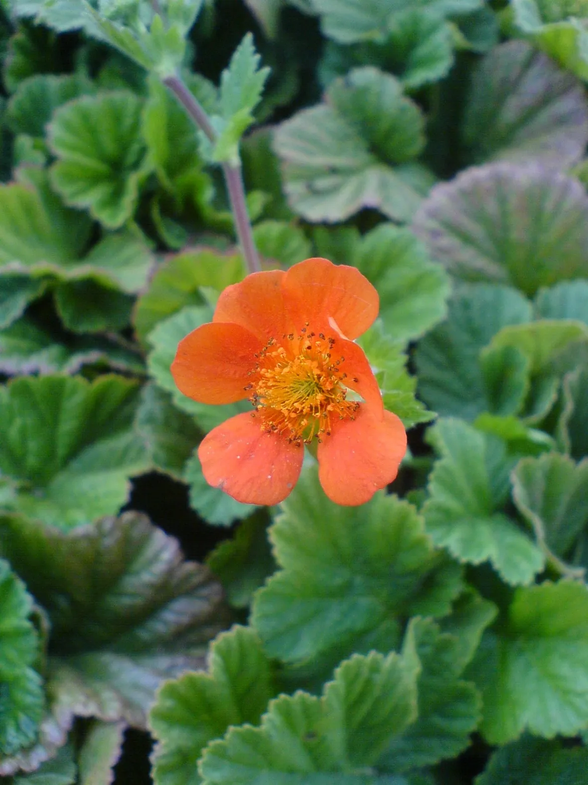 Geum 