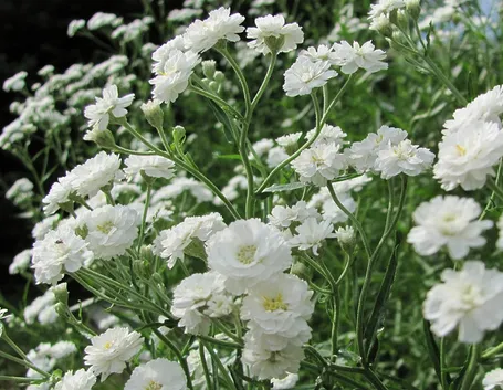Gypsophila 