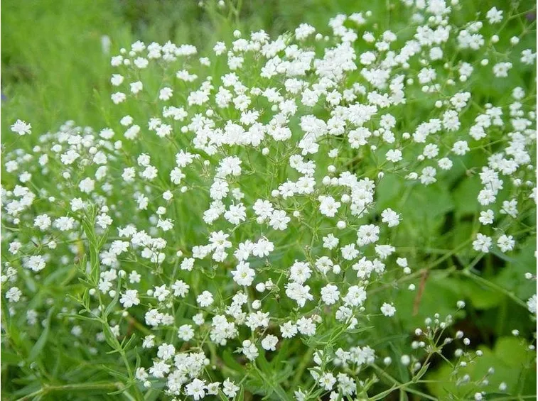 fiore della nebbia