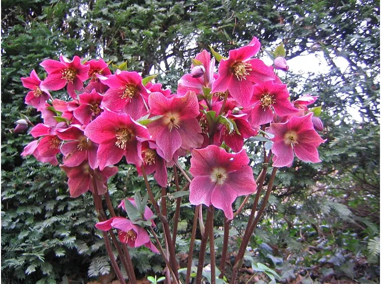 helleborus orientalis