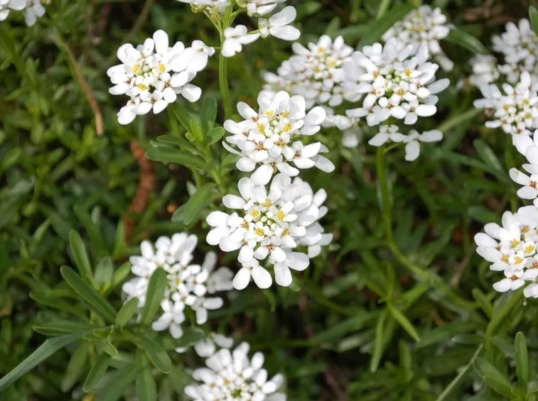 Iberis  