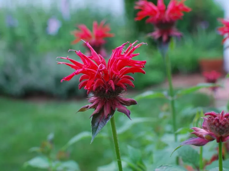 Monarda