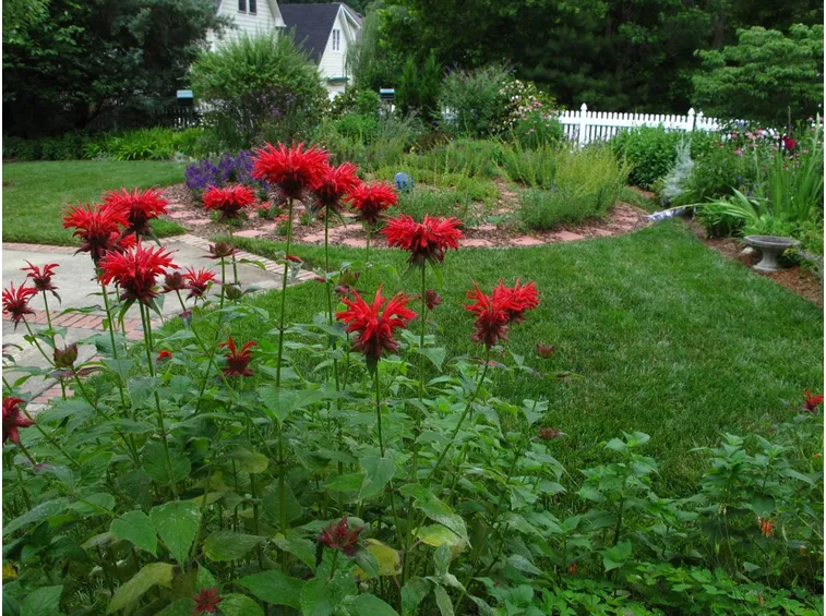 monarda didyma