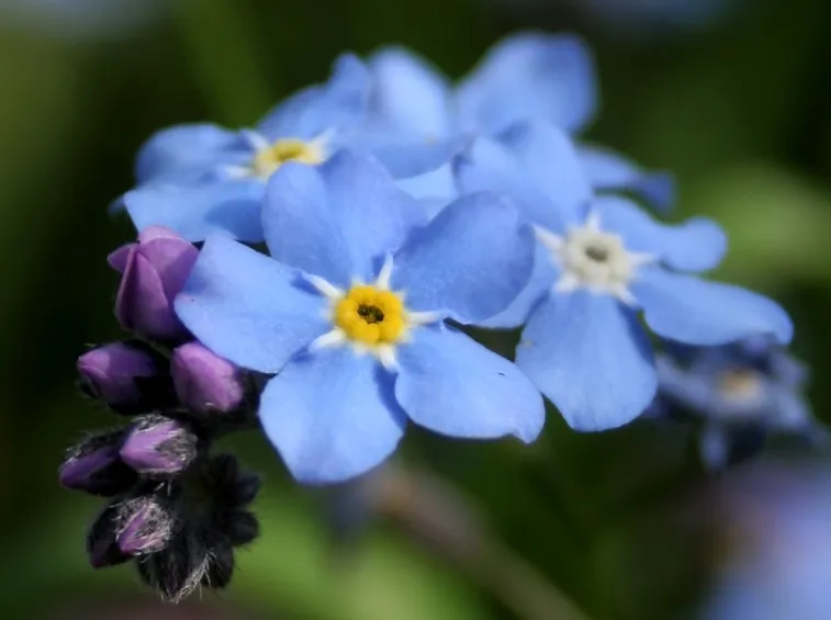 Myosotis 