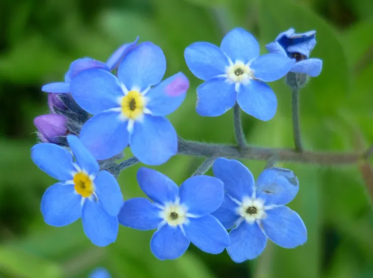 Myosotis 
