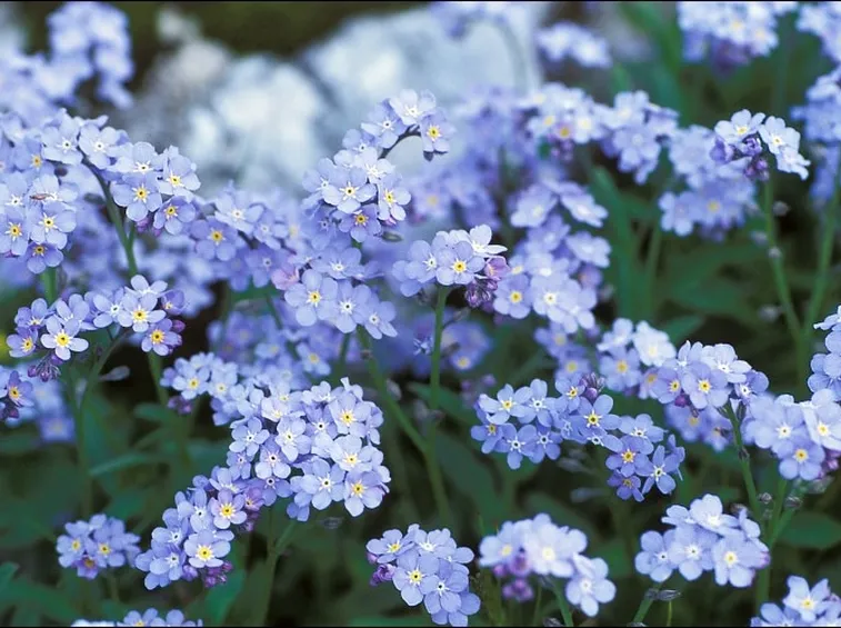 myosotis alpestris snowsylva