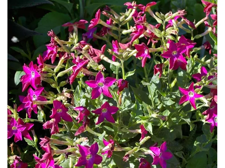 Nicotiana 