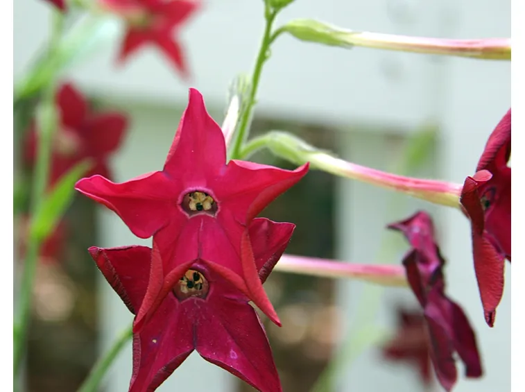 nicotiana alata