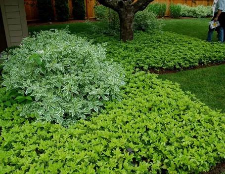 Pachysandra 