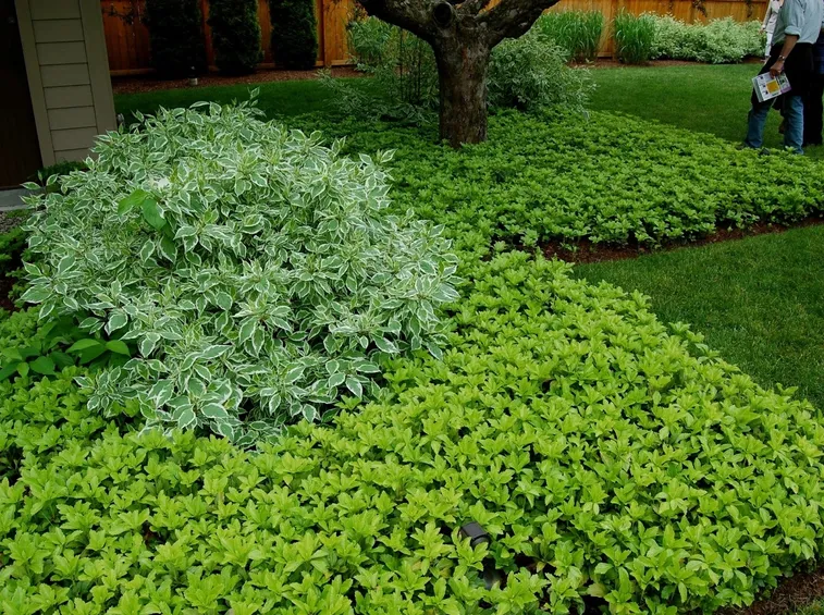 Pachysandra 