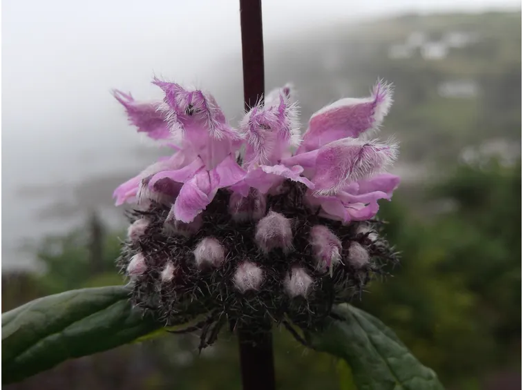 Salvia di Gerusalemme