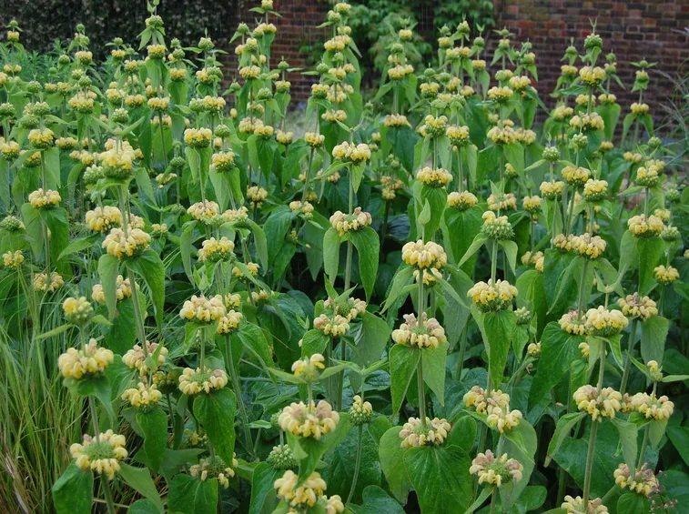 salvia
