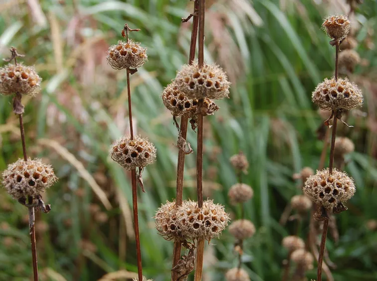 Phlomis