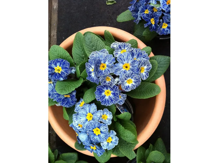 Primula 