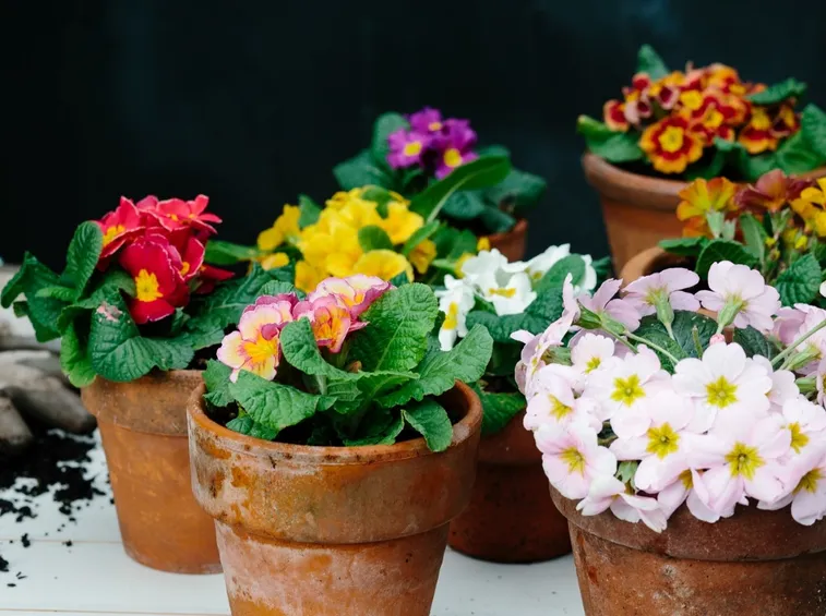 Primula  