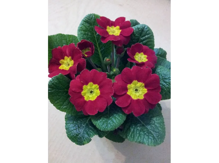 Primula vulgaris