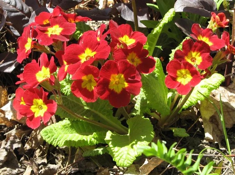 Primula farinosa