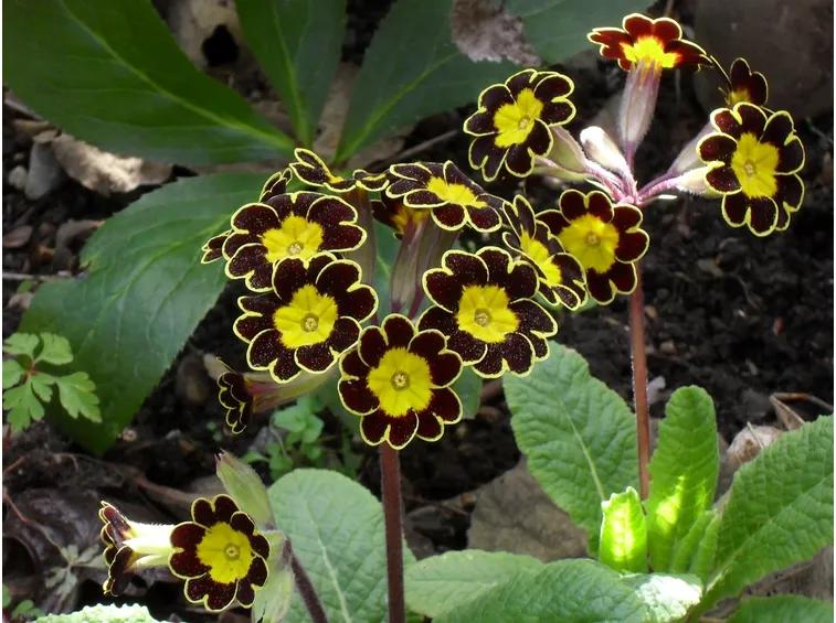 Primula vialii