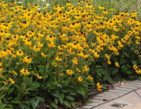 Rudbeckia 