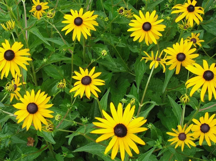 rudbeckia fiori