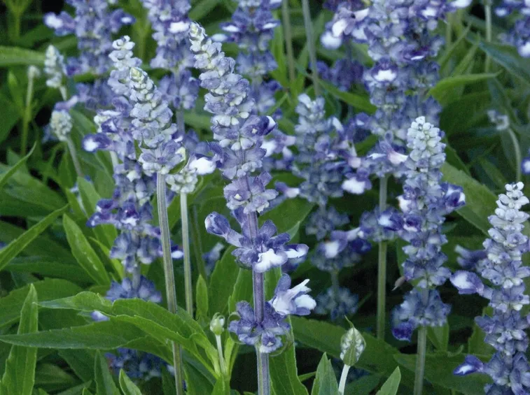salvia blu