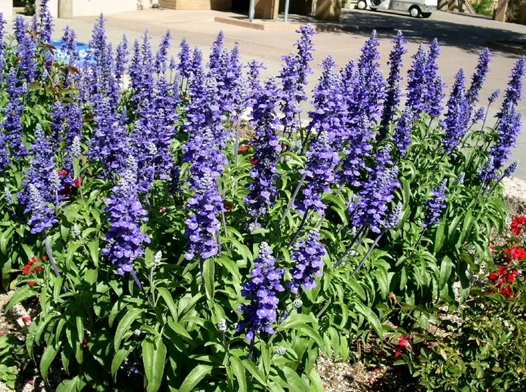 salvia farinacea