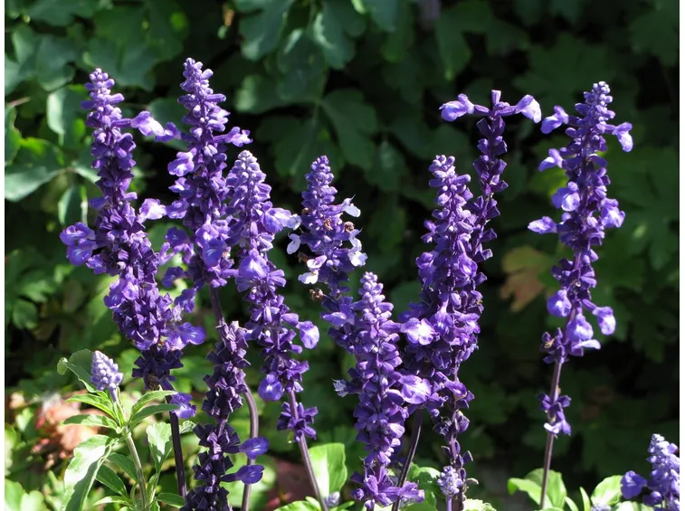 salvia farinacea
