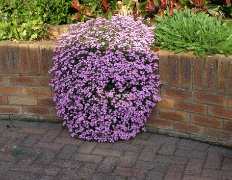 Saponaria 