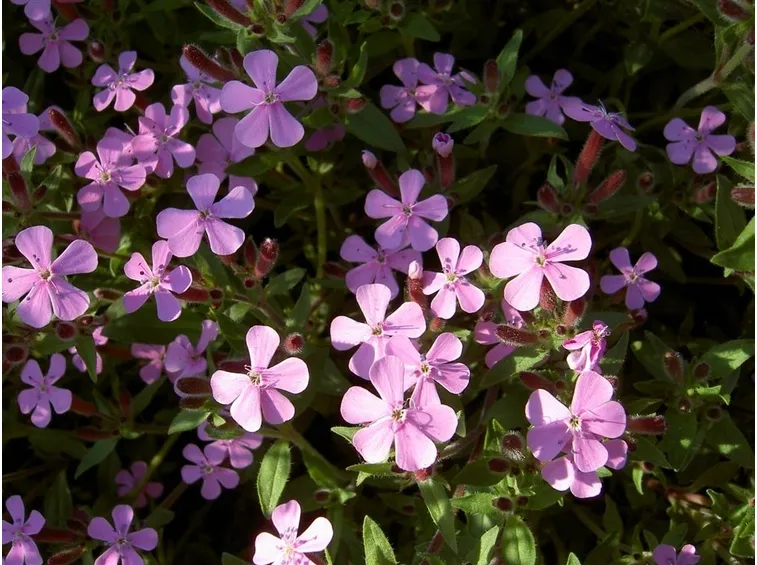 saponaria