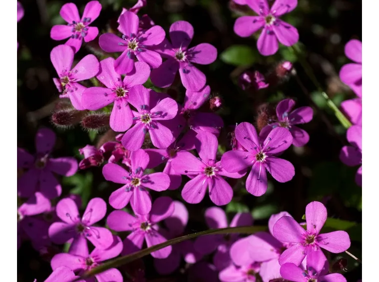 saponaria di roccia